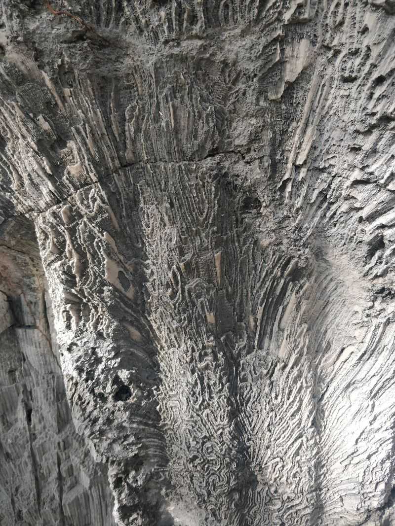 Ancient Coral Fossils Frozen in Time