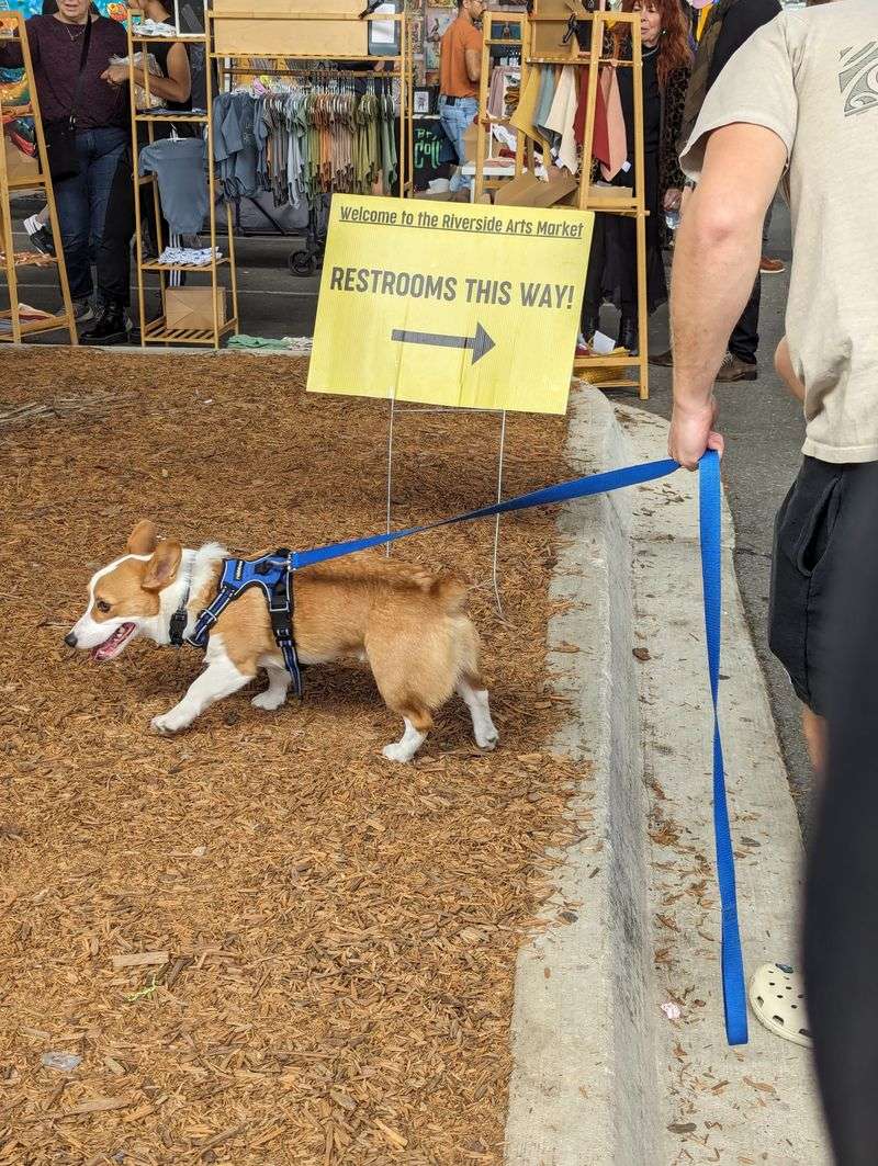 Family and Dog Friendly Fun