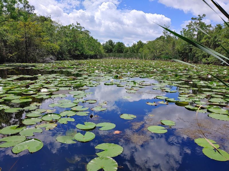 Catch and Release Keeps It Sustainable