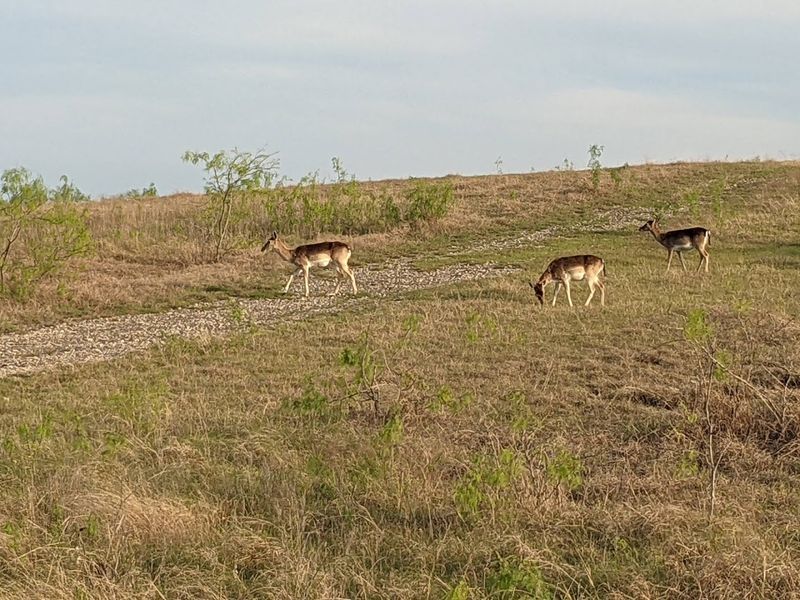 Wildlife Watching Among the Wildflowers