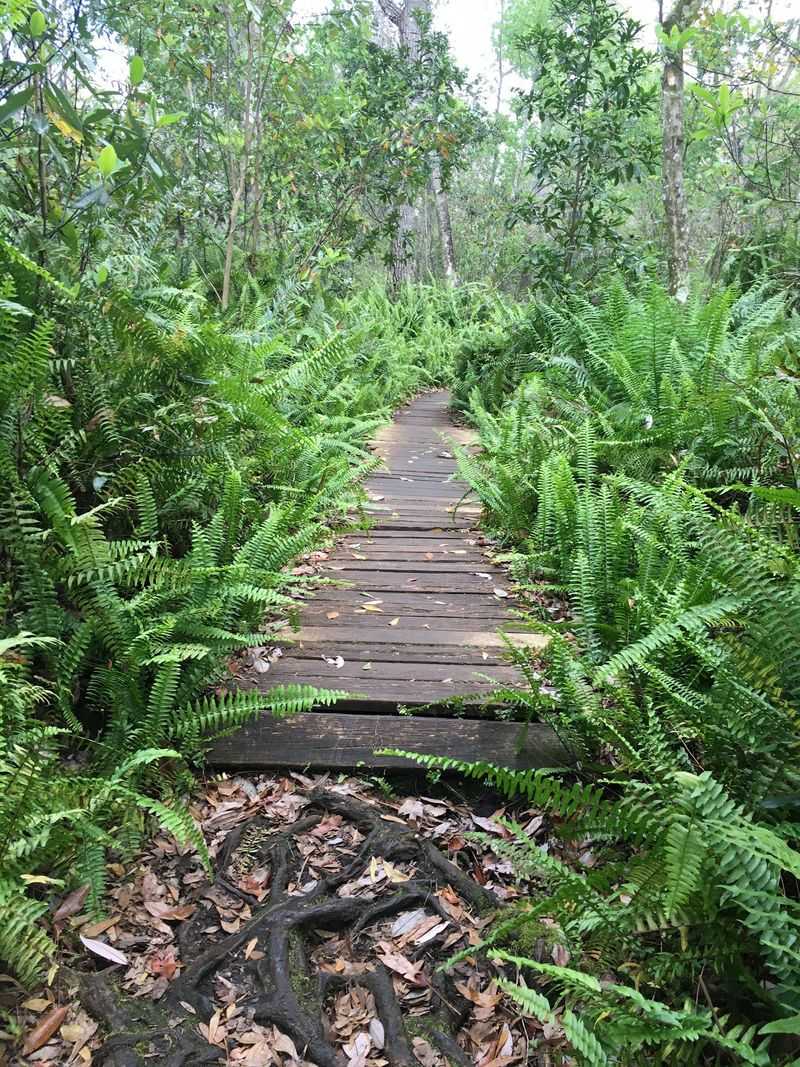 North Hiking Trail at Little Manatee River State Park (Wimauma)