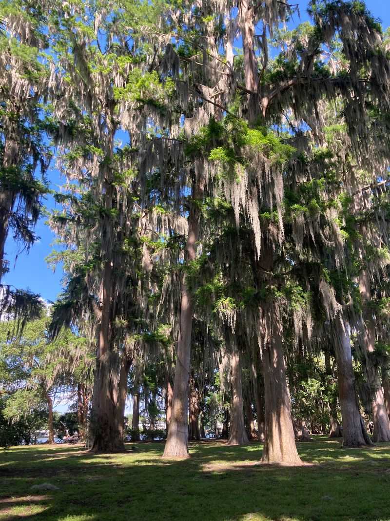 Towering Cypress Trees That Make You Feel Tiny