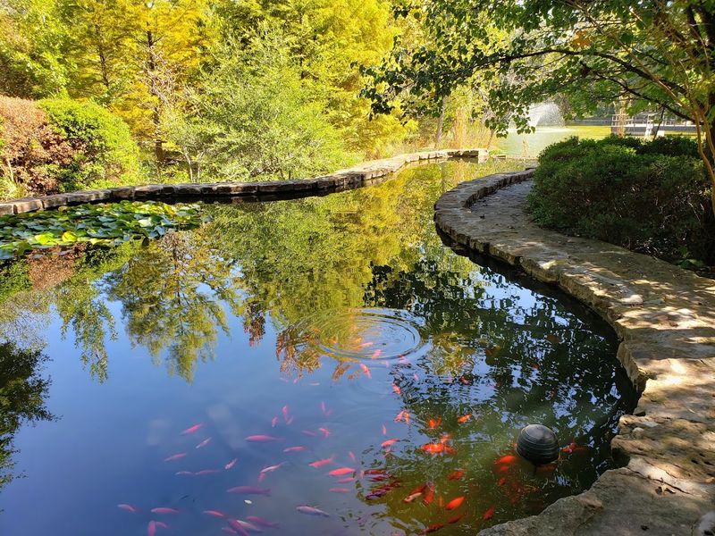 Koi Ponds and Turtles Everywhere