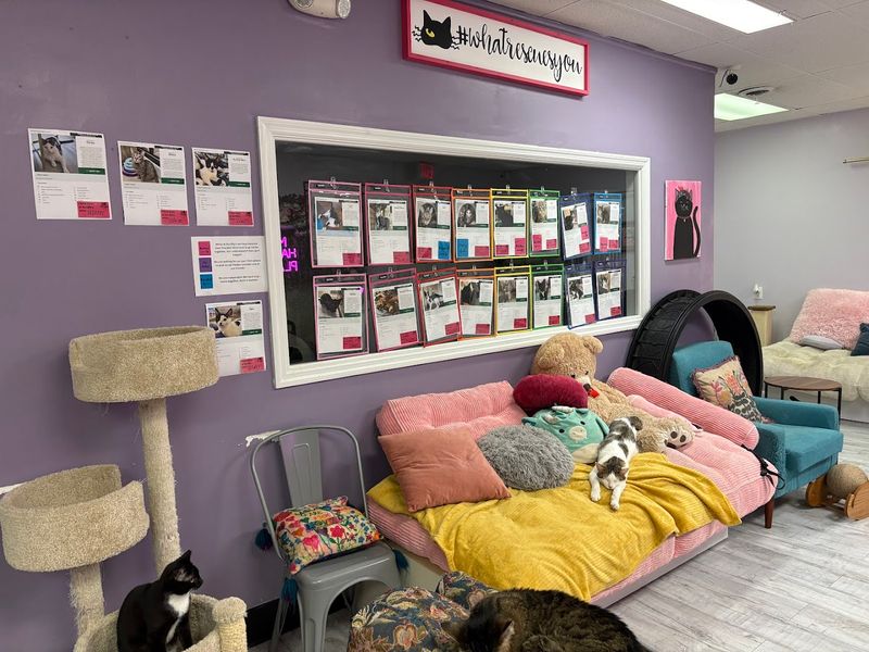 A Knoxville Café With A Cat-Loving Twist