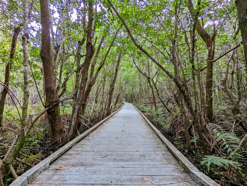 The Mangrove Tunnel Effect