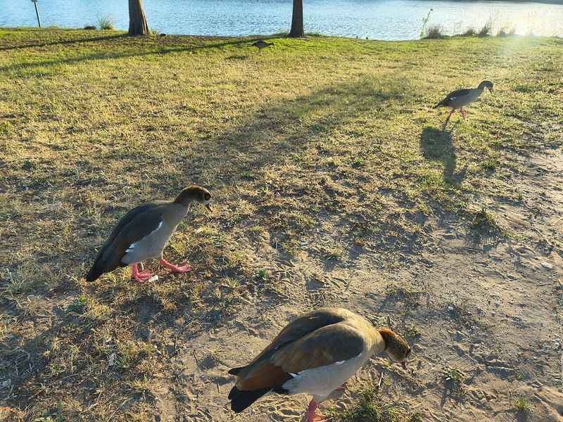 Wildlife Watching Opportunities Throughout The Park