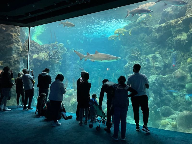 The Florida Aquarium – Tampa