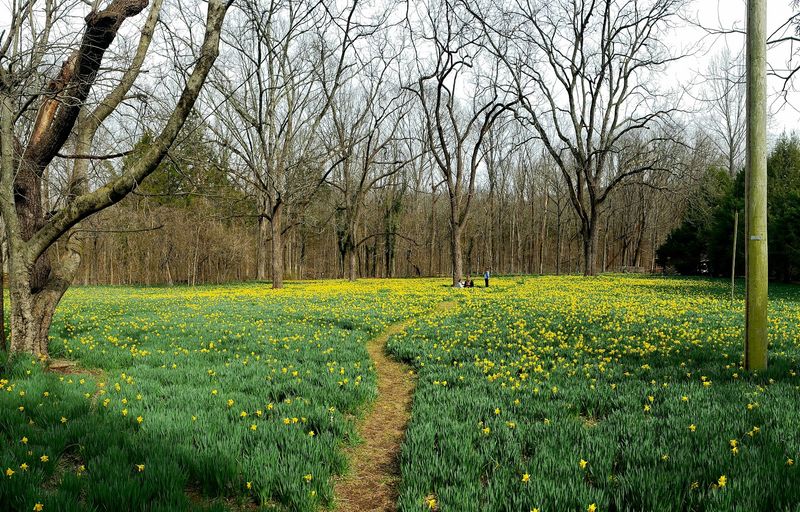 A Hidden Spring Treasure in Tennessee