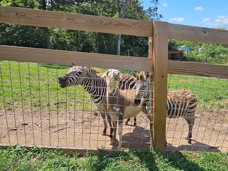 Visitors Can Also Meet a Variety of Other Exotic and Farm Animals