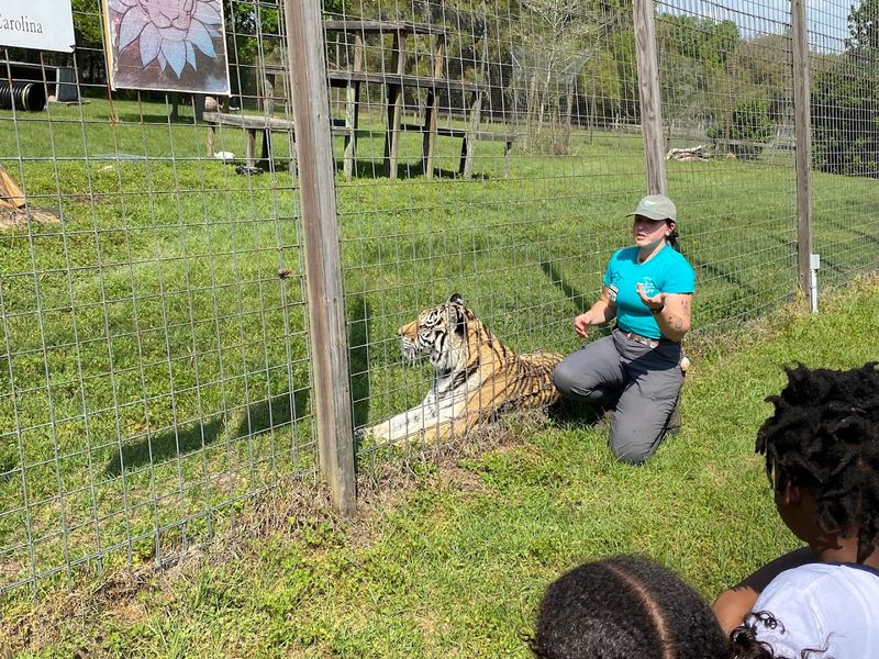 Big Cats Up Close and Personal