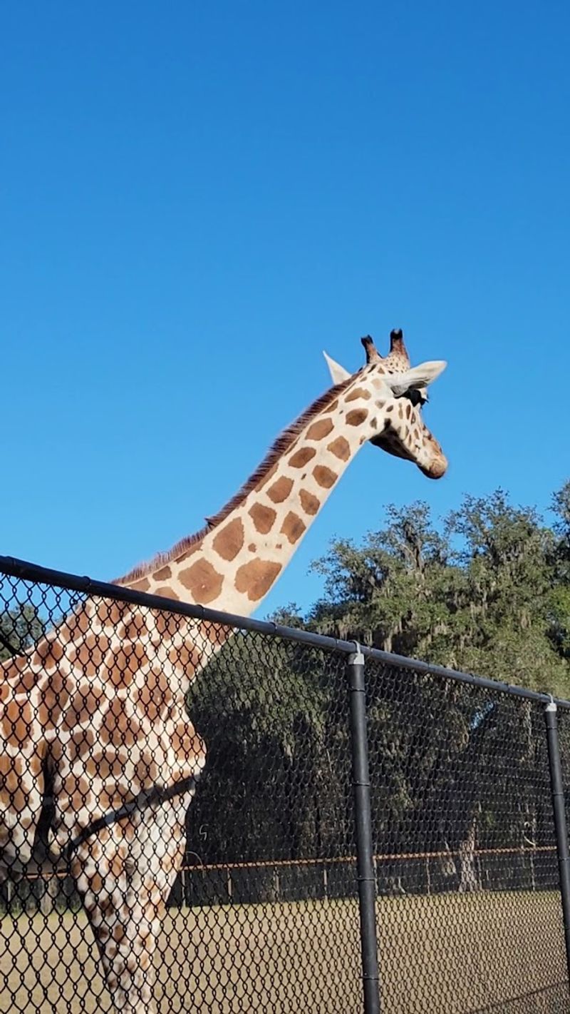 Desmond the Giraffe Steals Every Show