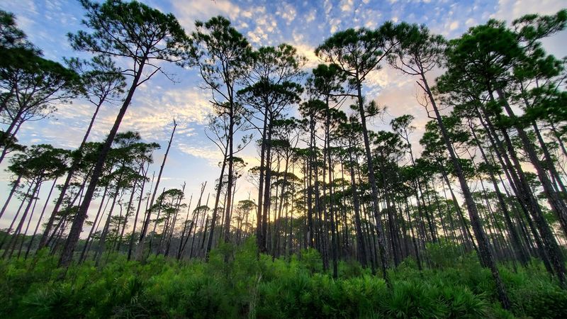 Camping Under a Real Forest Canopy, Not a Parking Lot