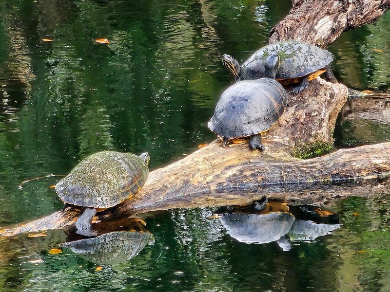 Wildlife Watching Beyond the Obvious Gators