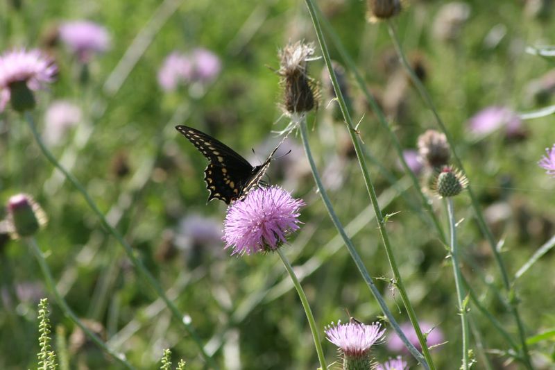 Planning Your Visit for Maximum Wildlife Encounters