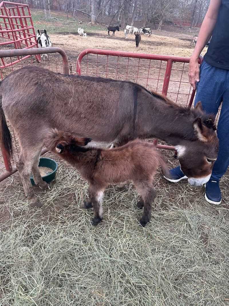 The Story Behind This Adorable Tennessee Destination