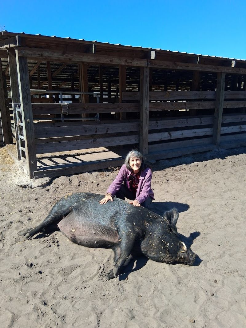 Cuddle Time With Rescued Pigs