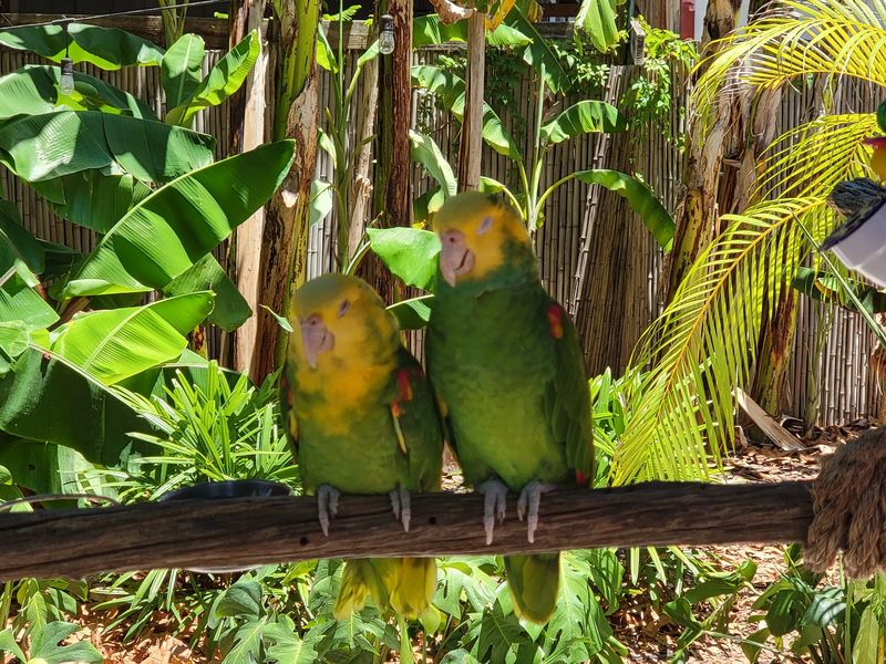 Parrots With Big Personalities