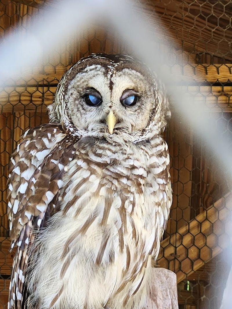 Why Owls Play a Special Role at Owl's Hill