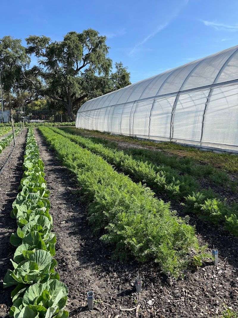 Volunteering and Composting Programs