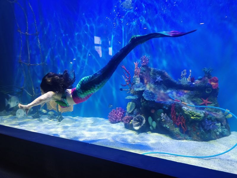 The Live Mermaid Show Steals the Spotlight
