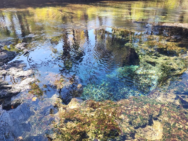 Chassahowitzka River (Homosassa)