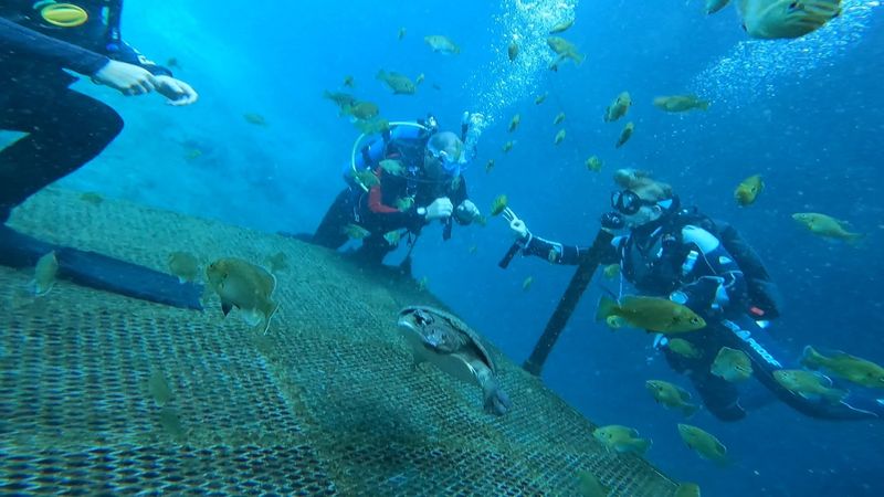 Depth, the Diving Bell, and Going Deep