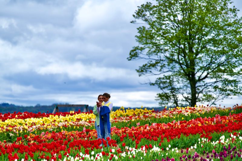 A spring display of half a million tulips