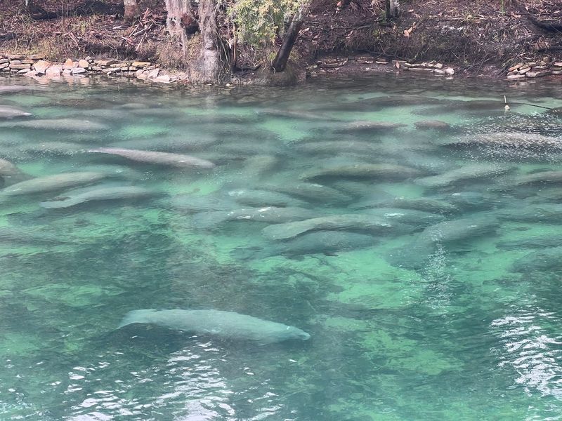 Blue Spring State Park
