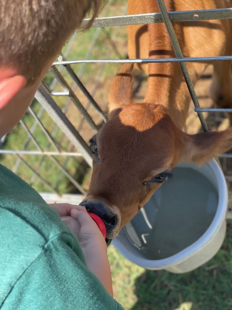 The Jersey Barnyard (La Grange)