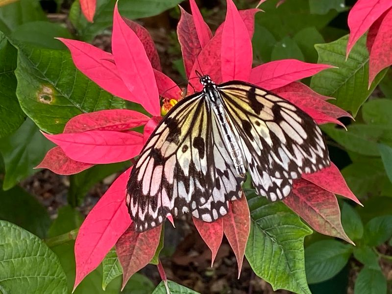 Butterfly World (Coconut Creek)