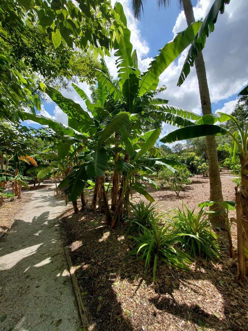 Tropical Garden Sections That Feel Like Mini Vacations