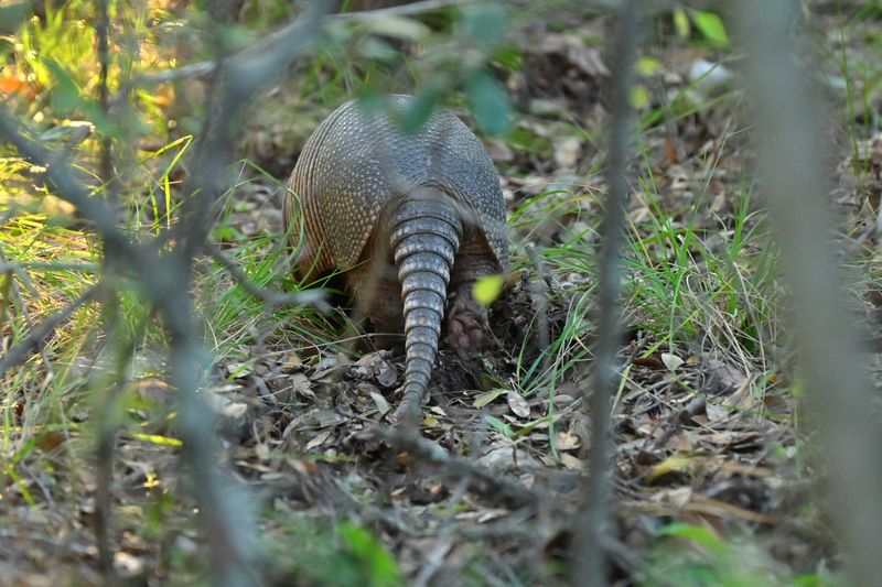 Wildlife Encounters Happen Constantly