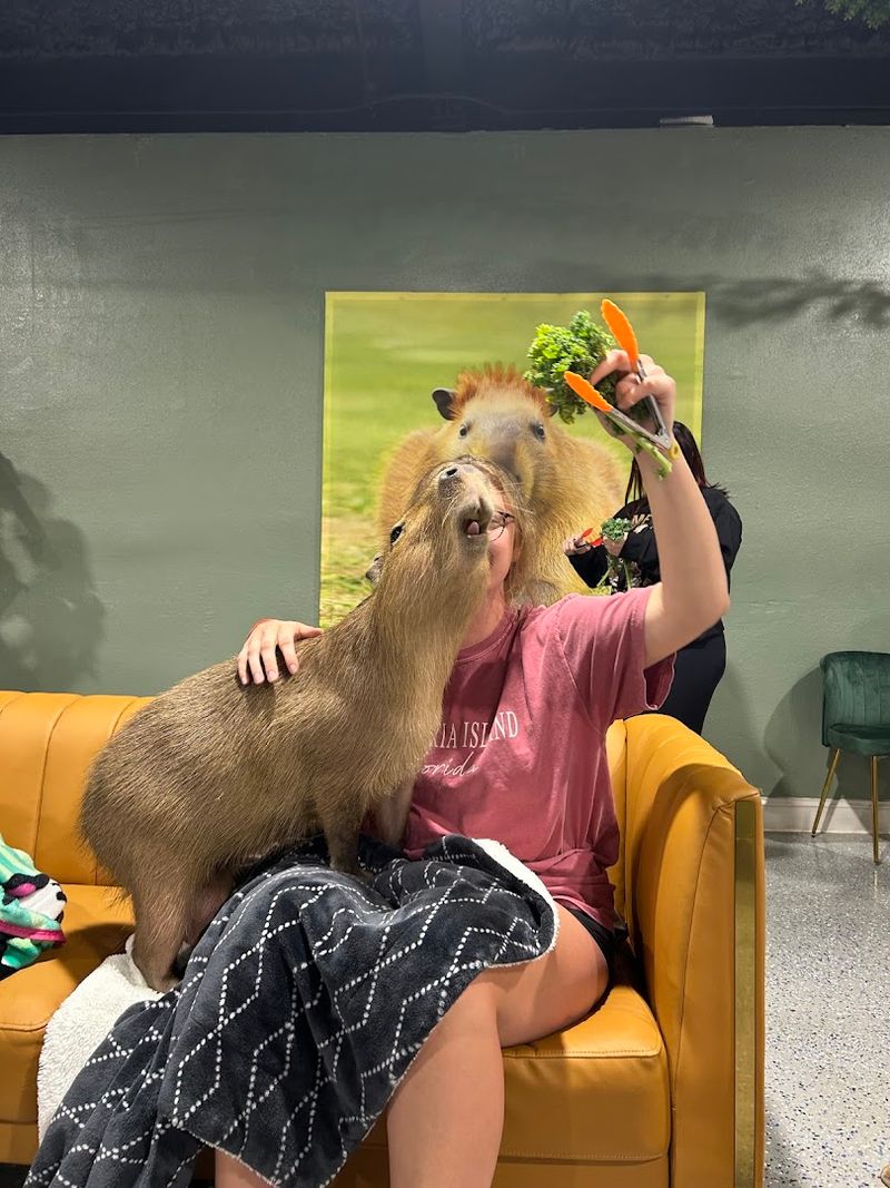 Meet The Stars: Adult Capybaras Who Love Attention