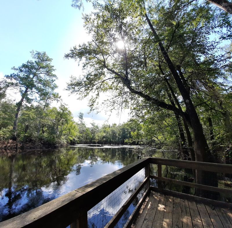 Camp Under Magnolias and Stars
