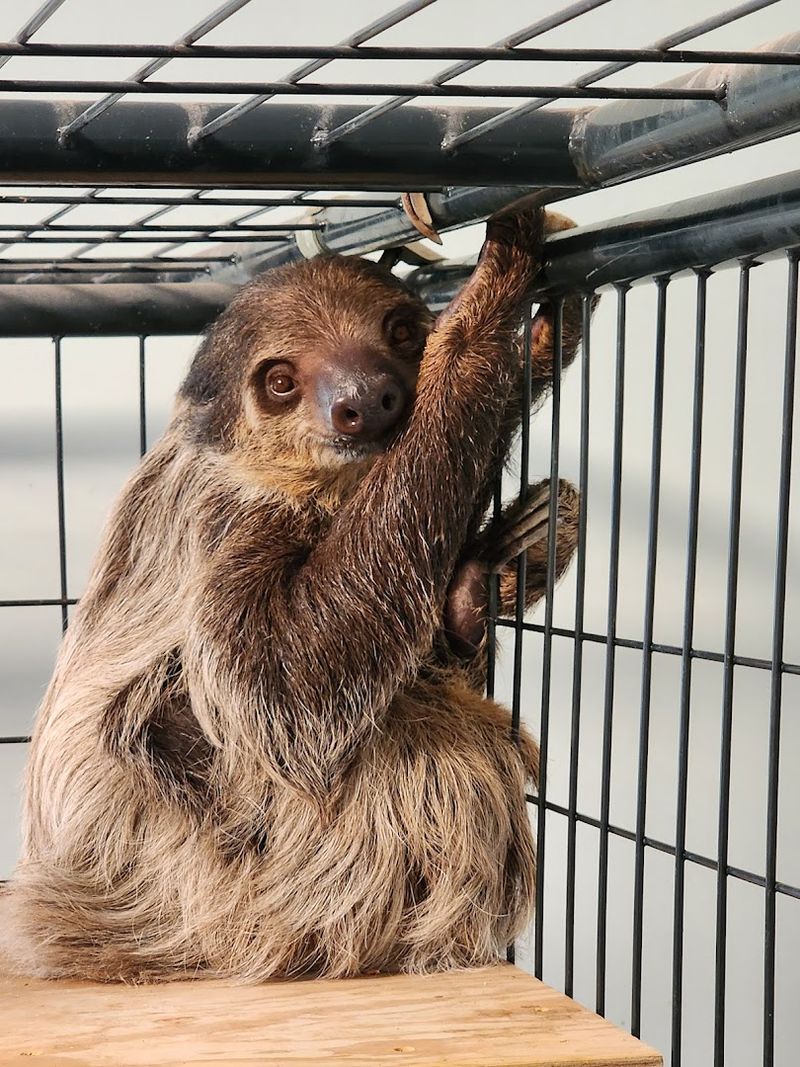 From Sloths to Capybaras: What You Can Expect During Your Visit