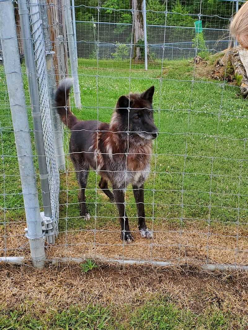 What Exactly Is a Wolf-Dog?