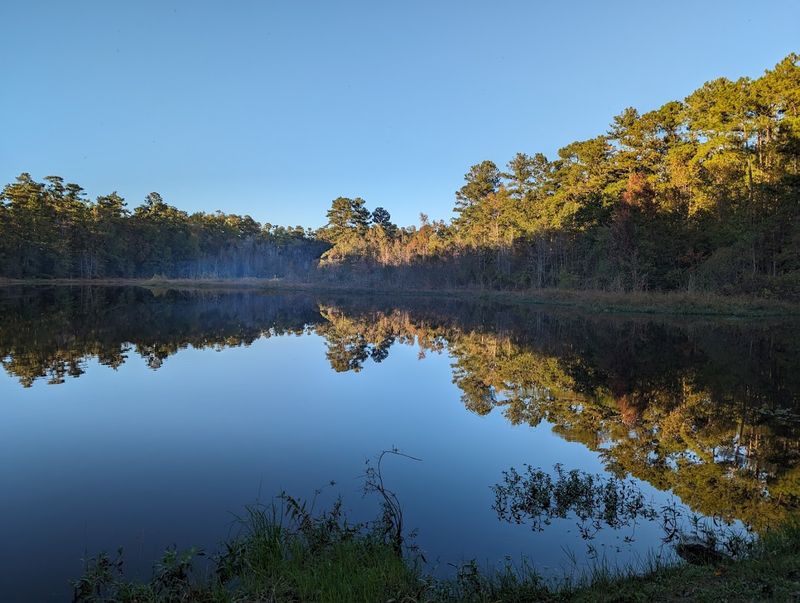 Barnwell State Park (Blackville)