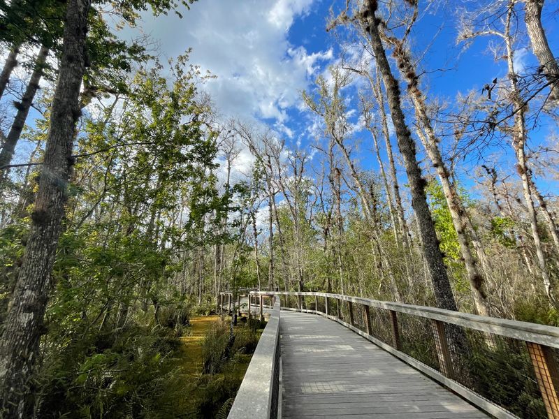 Boardwalks Through Wetlands