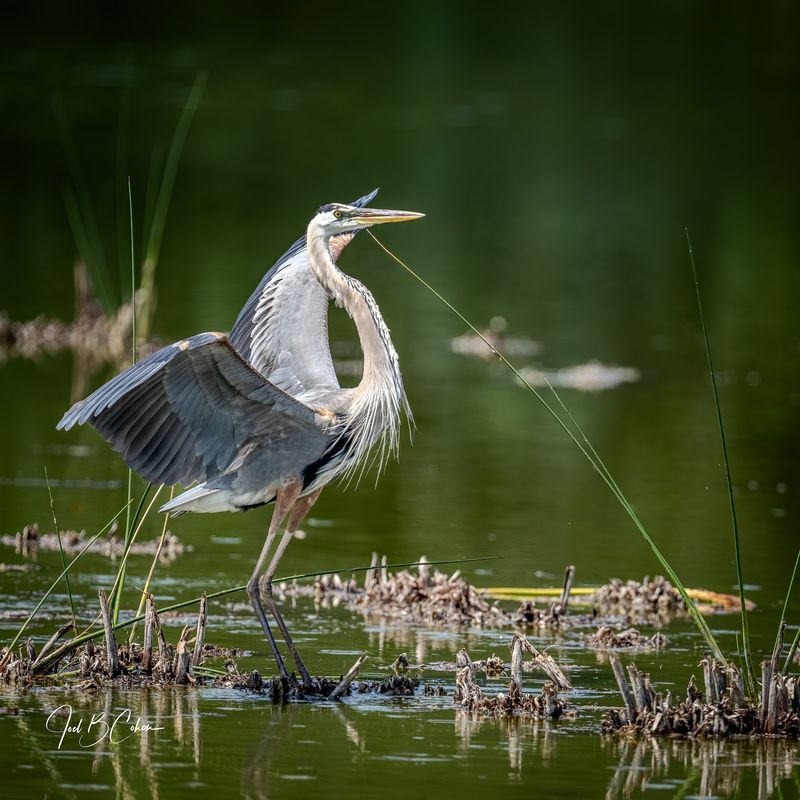 Ritch Grissom Memorial Wetlands (Viera)