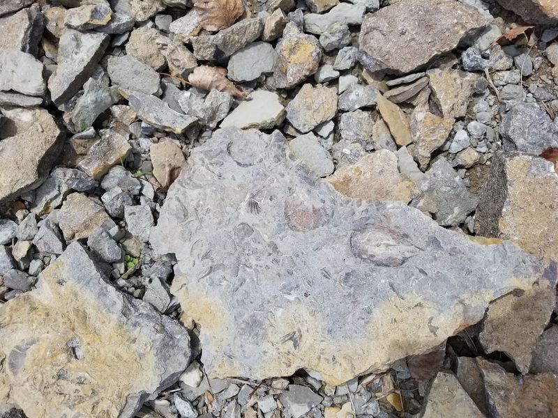 Why Trammel Fossil Park Is Special
