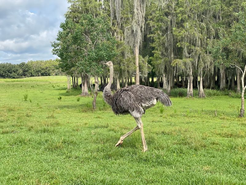 Ostriches Running Free Add Hilarious Entertainment