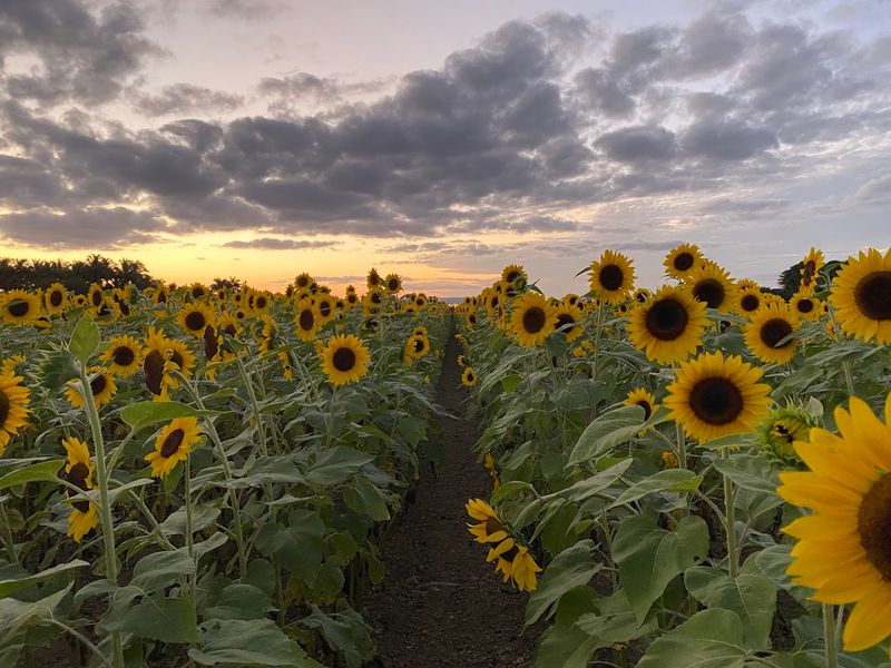 Sunflower Seas at The Berry Farm