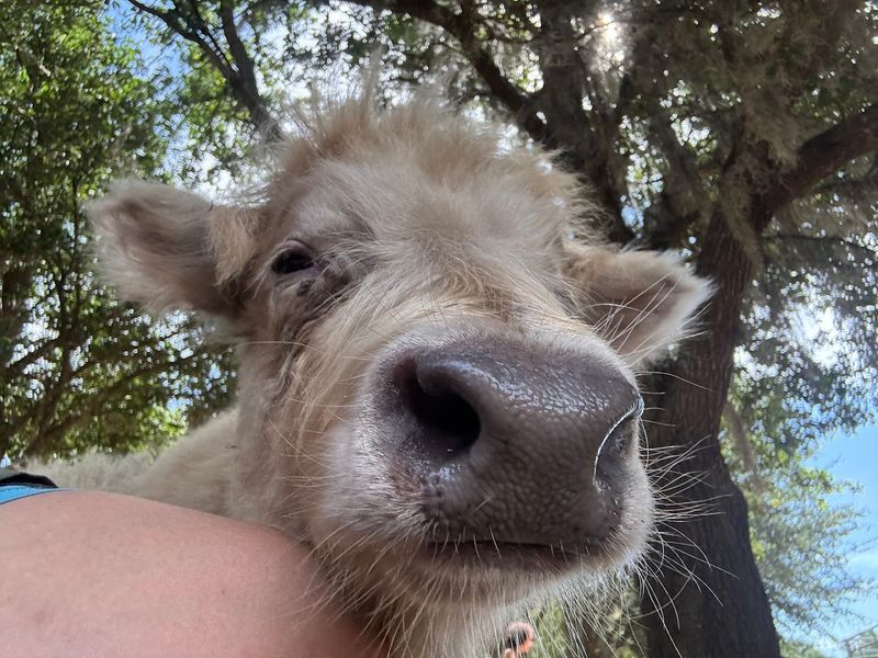 Cuddle Baby Highland Cows Up Close