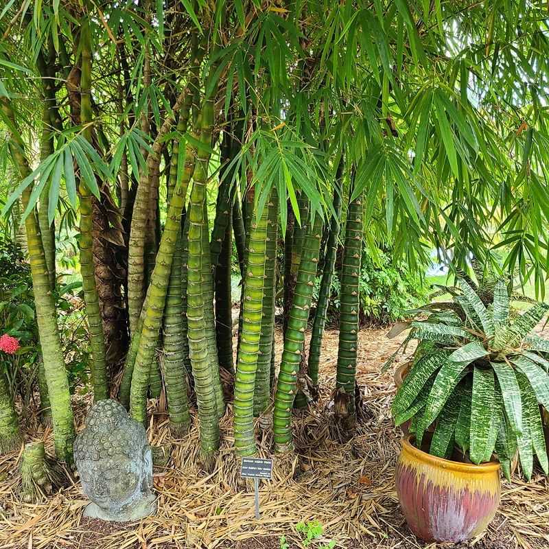 The Hidden Plant Shop Treasure