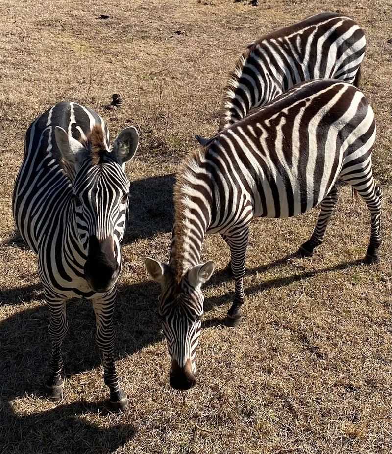 Safari Wilderness Ranch (Lakeland)