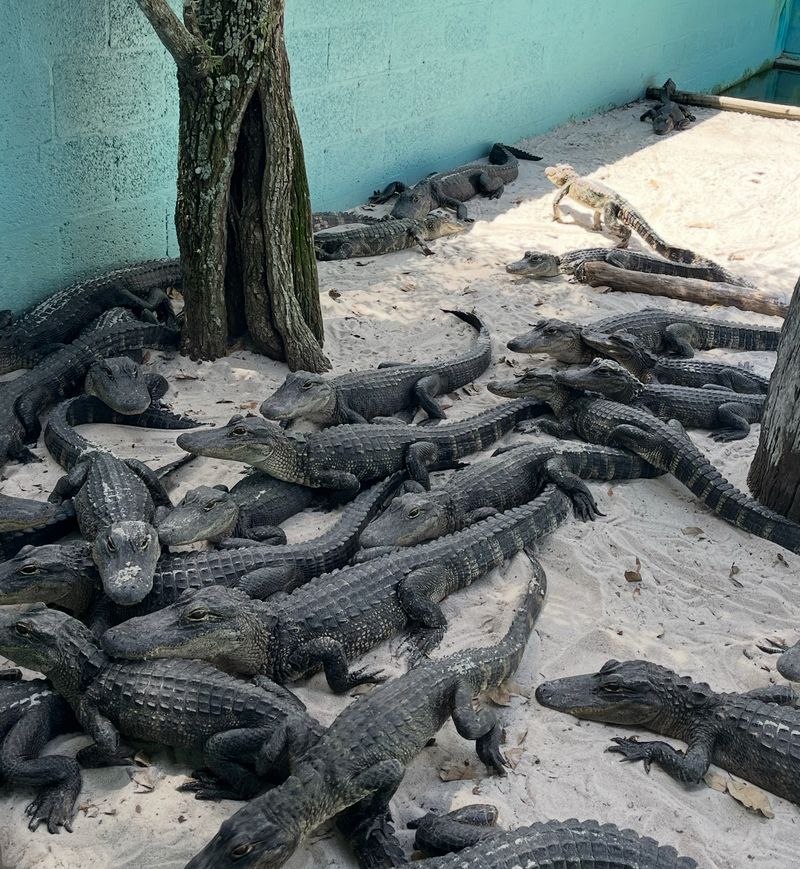 Witness Rare Alligator Hatching Events