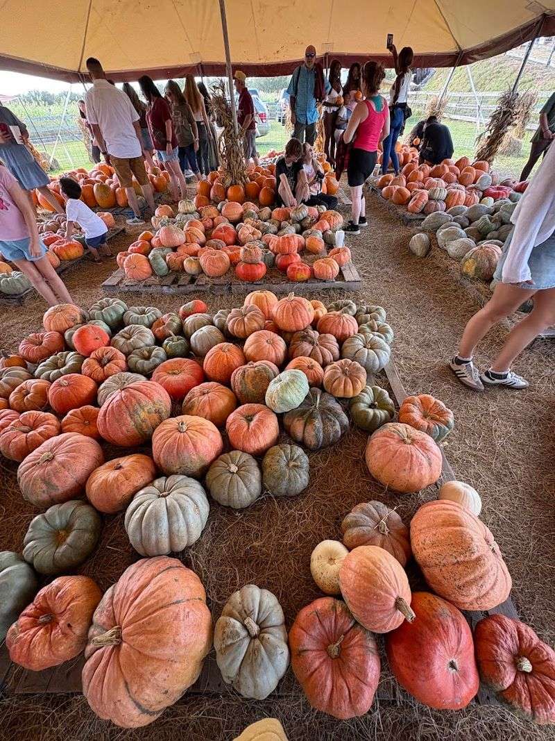 The Pumpkin Festival