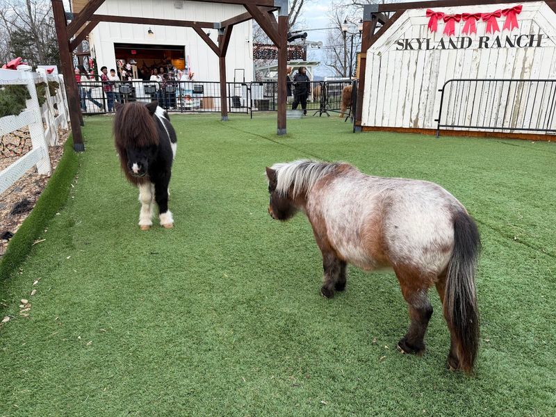 Meet the Miniature Animals