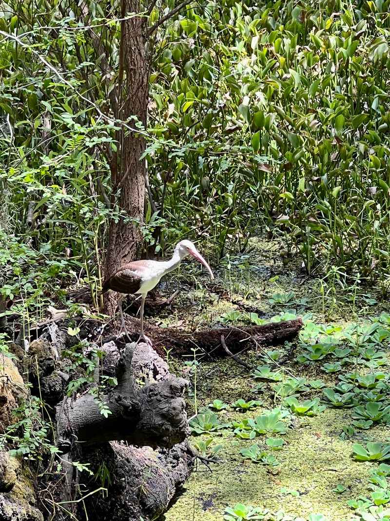 Bugs, Shade, And Seasonal Tips