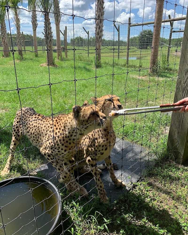 Meet Cheetahs and Other Big Cats Up Close